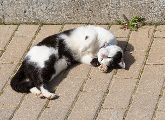 A sweet and beautiful black and white kitten, on the asphalt of a street sleeping with its paws in the air.