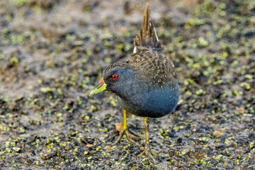 Australian Spotted Crake in Victoria Australia