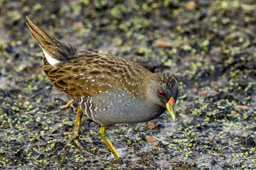 Australian Spotted Crake in Victoria Australia