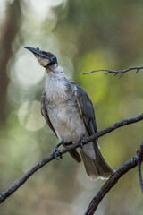 Noisy Friarbird in Victoria Australia