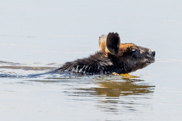 Obraz premium Swimming Swamp Wallaby in Victoria Australia