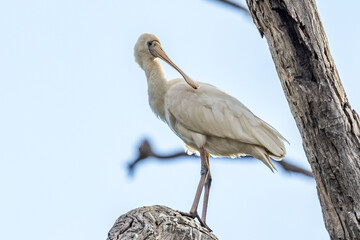 Yellow-billed Spoonbill in Victoria Australia