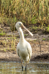 Yellow-billed Spoonbill in Victoria Australia
