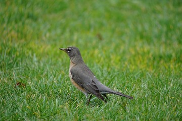 An American Robin hunts for grub in the grass