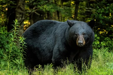 Fotobehang Beer Black Bear Close-up  © duaneups