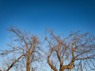 Winter Cherry tree