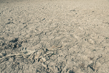 Landscape ground cracks drought crisis environment background.