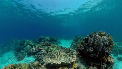 Tropical fishes and coral reef, underwater footage. Seascape under water. Philippines.
