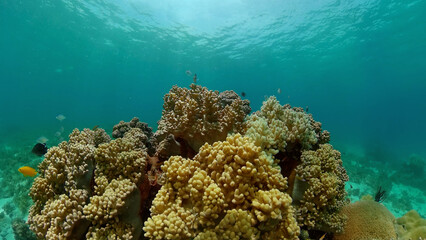 Naklejka na ściany i meble Tropical Underwater Colorful Reef. Tropical underwater sea fish. Philippines.