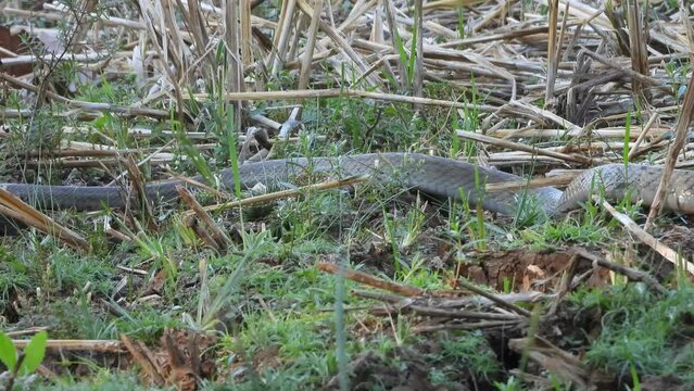 Beautiful Rat Snake in grass - relaxing .