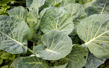 A pile of fresh green cabbage leaves, collected and stacked on the ground, sitting on top, background