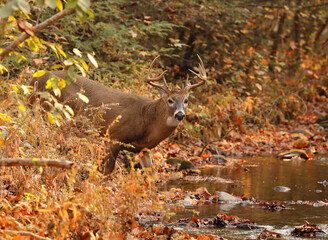 Deer Crossing a Stream