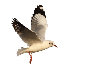 Beautiful seagull flying isolated on transparent background png file	