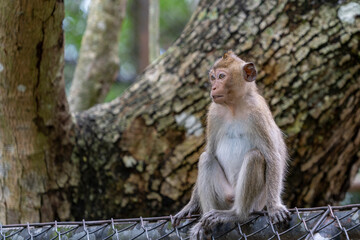 The monkey is sitting on the fence holding on to it with his hands.
Crab-eating macaque (Macaca fascicularis) or Javanese macaque. A medium-sized monkey, body length from 40 to 60-65 cm.