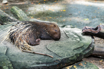 A porcupine sleeps on a stone in the aviary of the city zoo.
Body length is from 38 to 90 cm. Weight is from 2-3 kg and reaches 27 kg. The back, sides and tail of porcupines are covered with needles. - obrazy, fototapety, plakaty
