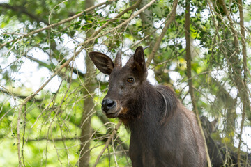 Portrait of a Sumatran serow who has climbed a hill and is watching from there.
Sumatran Serau (Capricornis sumatraensis).