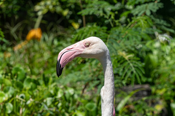 Close-up portrait of a pink flamingo.
The plumage of adult males and females is pale pink, the wings are purple-red, flight feathers are black.