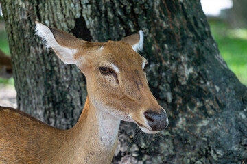 Portrait of a female deer close-up against the background of a tree trunk in the city zoo.