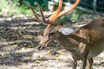 Portrait of a male deer close-up in the zoo.
The lyre deer (Cervus eldii) is a species of true deer native to Southeast Asia. The deer grows up to 110 cm, up to 180 cm high. It weighs up to 140 kg.