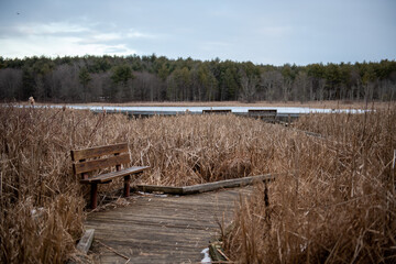 bench on a wooden path in the middle of dry reeds with lake in the background