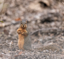 squirrel in the park