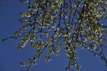 Spring  pear blossoms