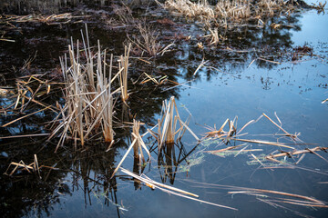 beaver dam in the lake on a cloudy day