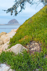 Morro Bay State Park views. Some of those views are the Morro Rock, the marshes, wetlands with many birds, elevated wooden path, starfish, smoke stacks, sand dunes, surfers, wildflowers, large trees.