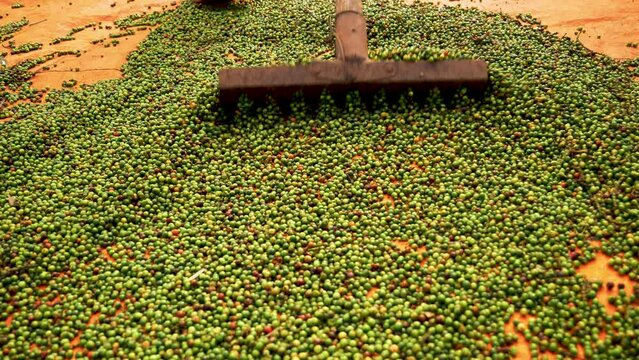 Close up of pepper peppercorn being spread during its harvest production process, agribusiness