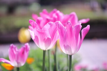 Obraz na płótnie Canvas ピンクの可愛いチューリップの花