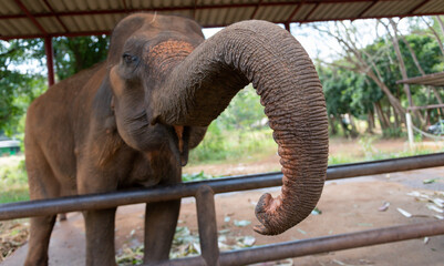 A playful elephant in Thailand