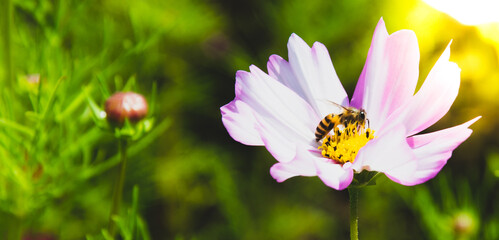 Pink cosmos flowers blooming outdoors. A little bee sits on yellow pollen. Sunny afternoon in a botanical garden.