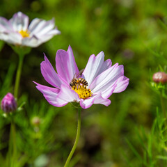 Pink cosmos flowers blooming outdoors. A little bee sits on yellow pollen. Sunny afternoon in a botanical garden.