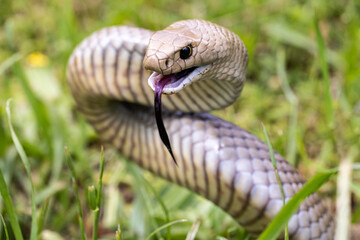 Highly Venomous Eastern Brown Snake