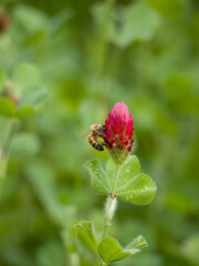Honey Bee Perched on a Crimson Clover Flower