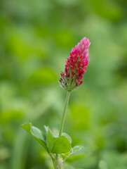 Single Crimson Clover Blossom Photographed with Shallow Depth of Field