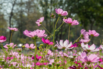 Obraz na płótnie Canvas Sweet pink cosmos flowers Blooming outdoors, afternoon, sunny, in the botanical garden. copy space