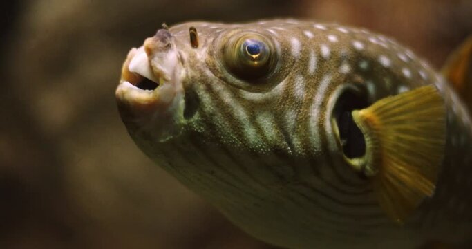 Fugu or Pufferfish with deformed mouth or lips. Clumsy animal with funny face