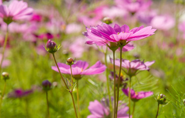 Sweet pink cosmos flowers  Blooming outdoors, afternoon, sunny, in the botanical garden. copy space