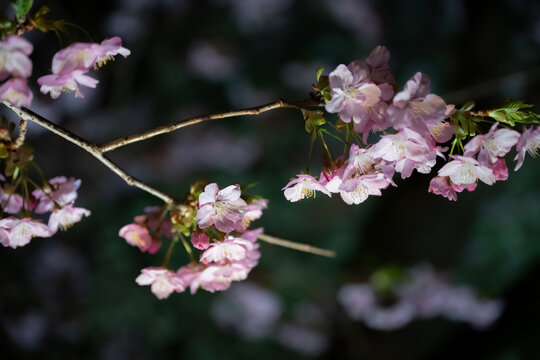 ライトアップされた桜のアップ
