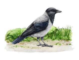 Grey crow on the ground with green grass. Watercolor illustration. Hand drawn hooded crow detailed image. Corvus cornix urban avian. City, town, village, park, outdoors wild inhabitant bird
