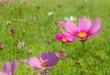Sweet pink cosmos flowers  Blooming outdoors, afternoon, sunny, in the botanical garden. copy space