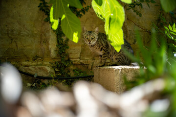 Grey and Black Striped Cat Stares at the Lens Trough Vegetation in a Beautiful Ancient Arab Garden
