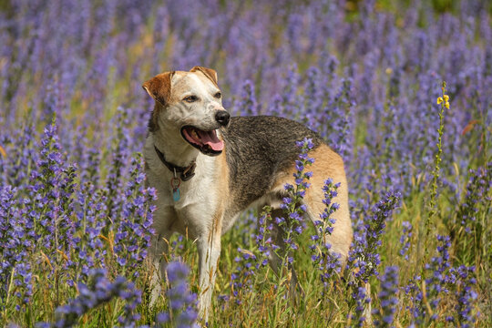 Huntaway dog in meadow