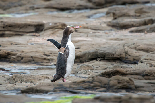 Yellow Eyed Penguin