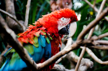loro rojo y azul  asustado 