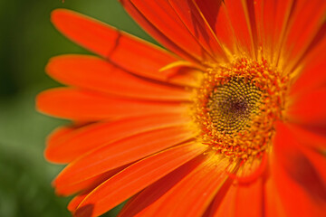 Close up macro gerbera