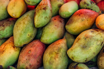 A lot of red and green ripe mangoes on the market. Background for raw food and vegetarianism