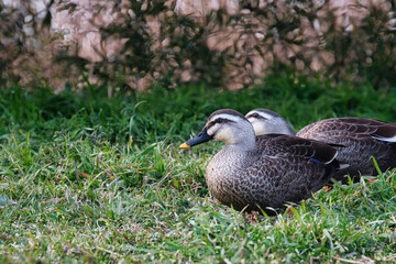 Fototapeta premium 土の中の虫を捕食しているカモたち