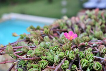 hyacinth flower in the garden